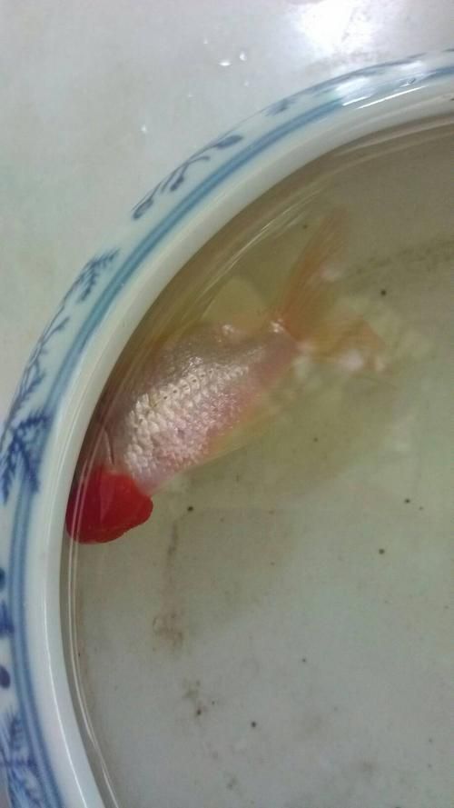 魚立鱗病最嚴(yán)重圖片，魚立鱗病最嚴(yán)重圖片展示