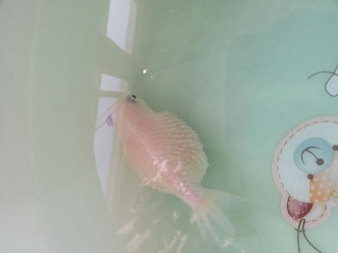 魚立鱗病最嚴(yán)重圖片，魚立鱗病最嚴(yán)重圖片展示
