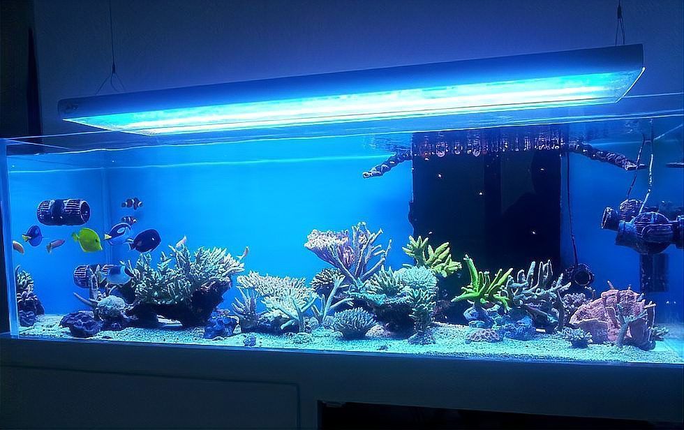 哪些龍魚病需要開燈治療？，哪些龍魚疾病需要開燈治療？