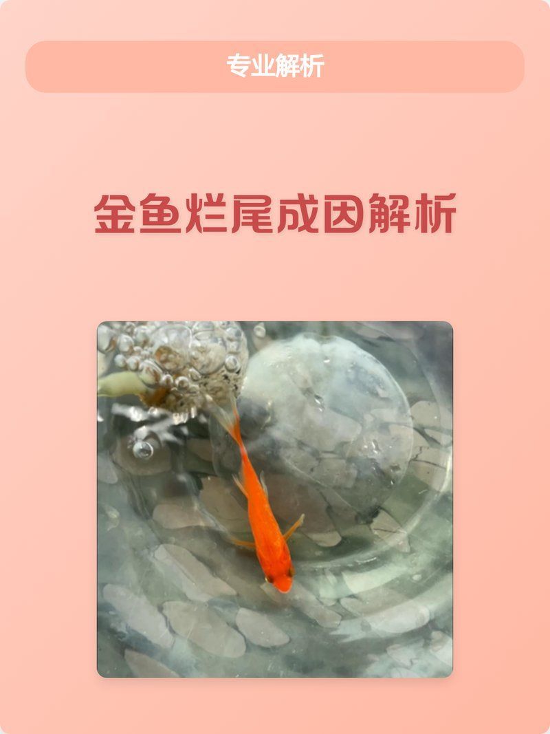 如何判斷金魚爛尾的病因，如何判斷金魚爛尾