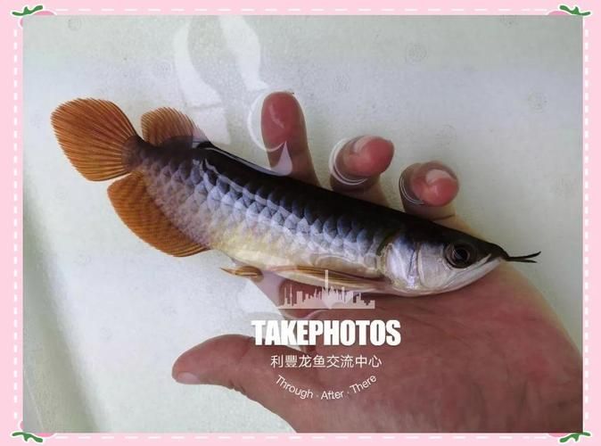 紅龍魚發色階段詳細圖解，如何判斷紅龍魚的發色階段