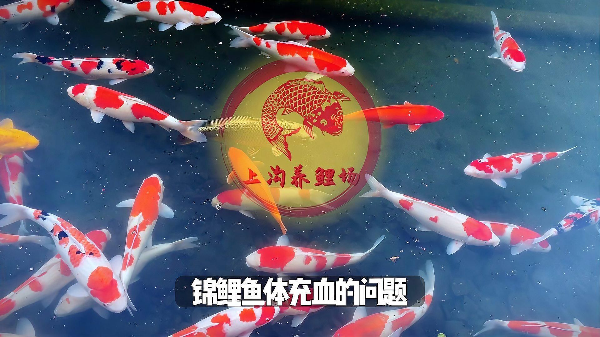 魚充血后如何護理，魚充血后如何護理，魚體充血怎么辦？