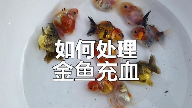 魚充血后如何護理，魚充血后如何護理，魚體充血怎么辦？