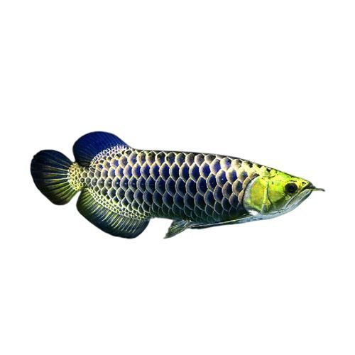 金頭過背金龍魚圖片大全，如何區分金頭過背金龍魚的真假