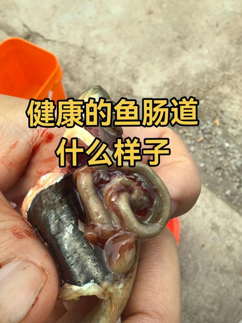 如何判斷魚類是否感染內寄或腸炎，如何判斷魚類是否感染內寄生蟲與腸炎是否感染內寄或腸炎