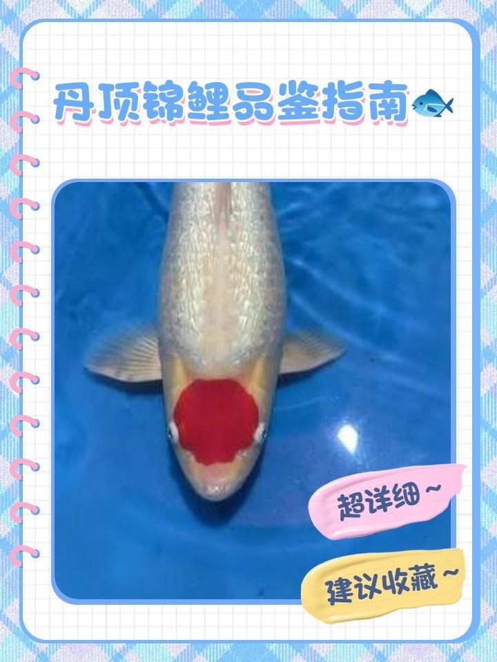 如何挑選優質的丹頂錦鯉？，丹頂錦鯉品鑒指南寵物喂養問答