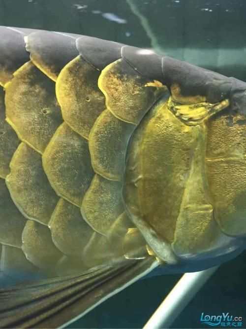 龍魚鰓蓋邊緣外翻，龍魚翻鰓家庭護理清單