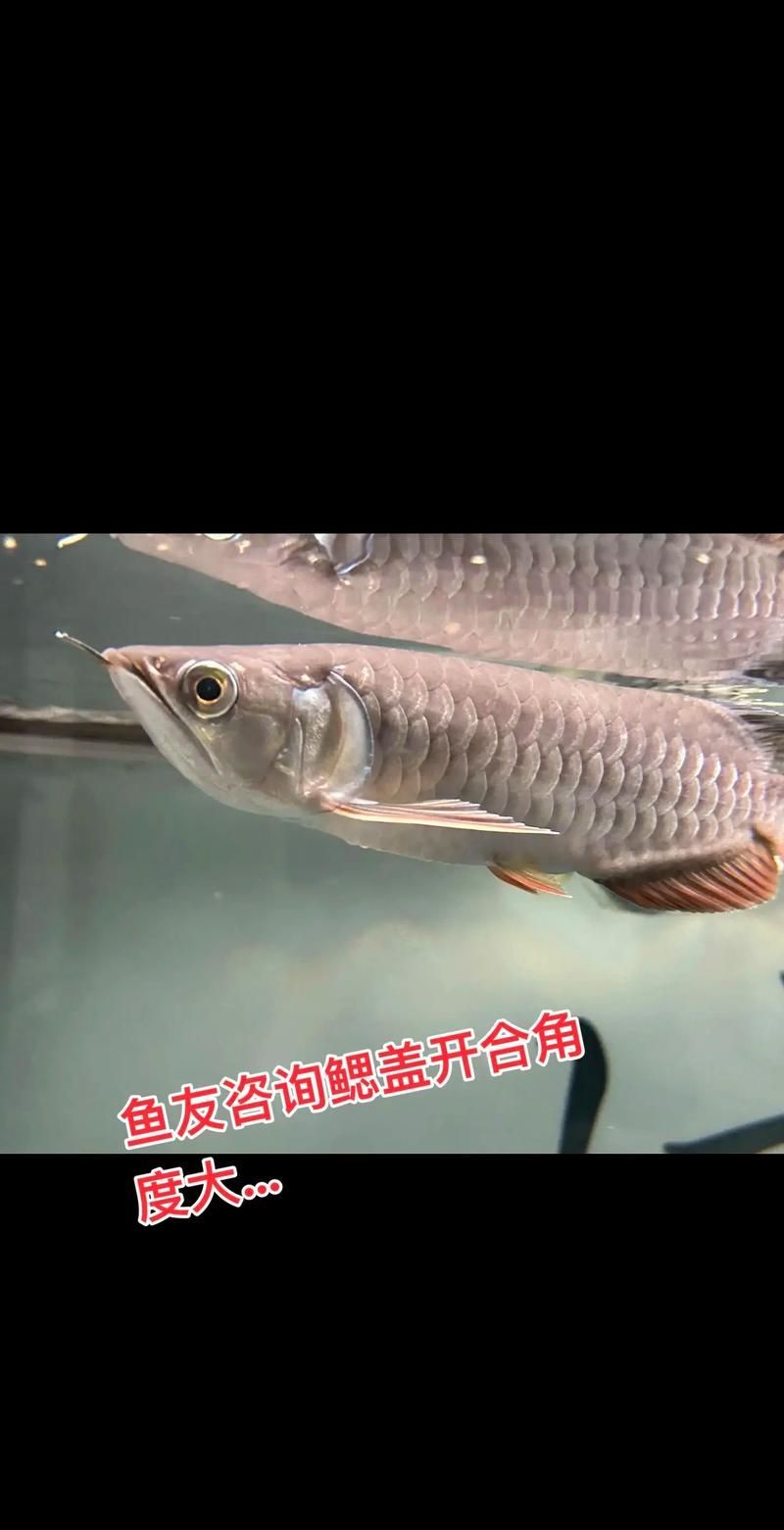 龍魚鰓蓋邊緣外翻，龍魚翻鰓家庭護理清單