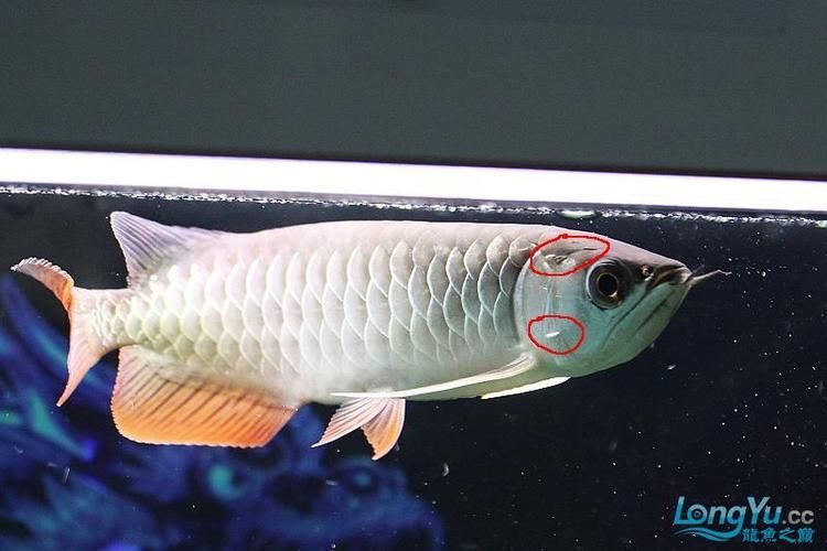 龍魚鰓蓋邊緣外翻，龍魚翻鰓家庭護理清單