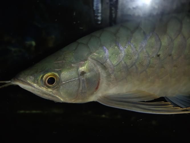 龍魚鰓蓋邊緣外翻，龍魚翻鰓家庭護理清單