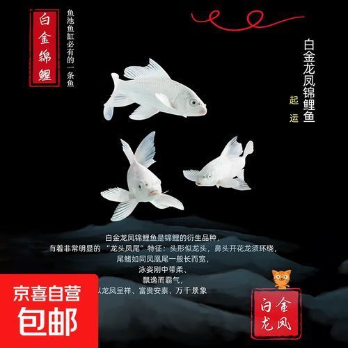 龍鳳魚的價(jià)格范圍是多少