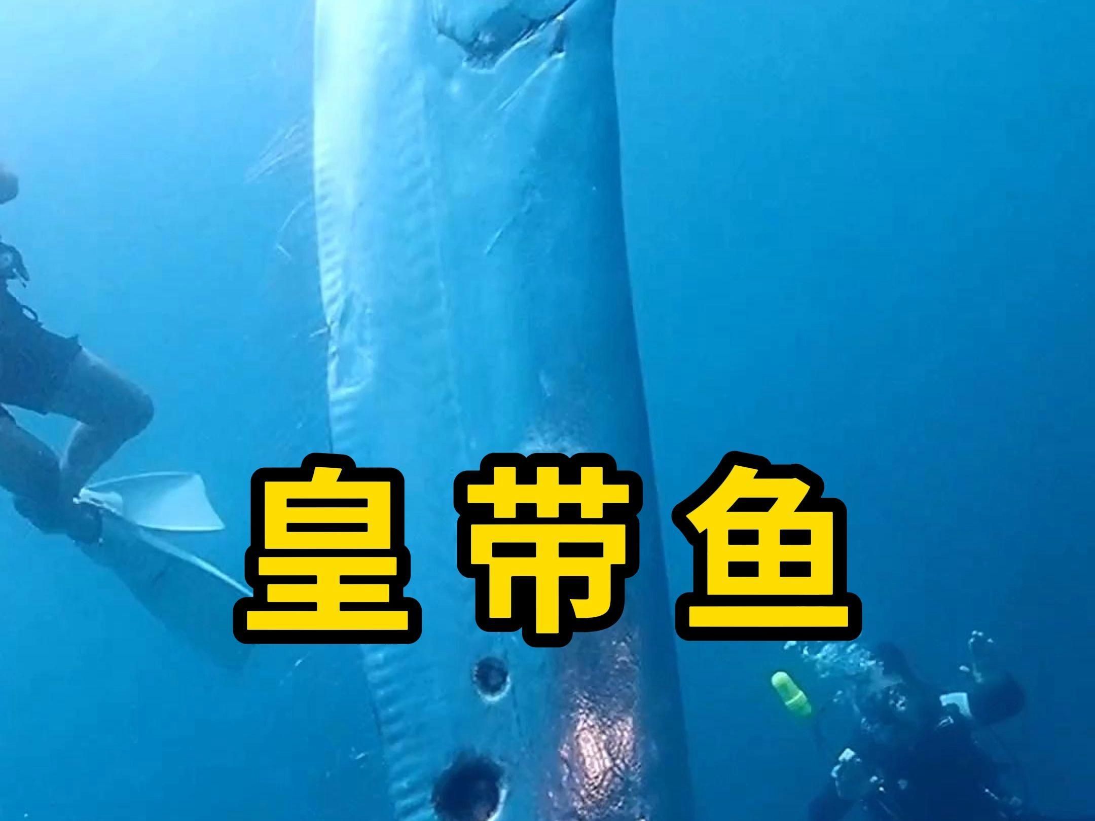 和龍長得像的魚叫什么，和龍長得像的魚叫什么，在探討歐洲魚類的多樣性