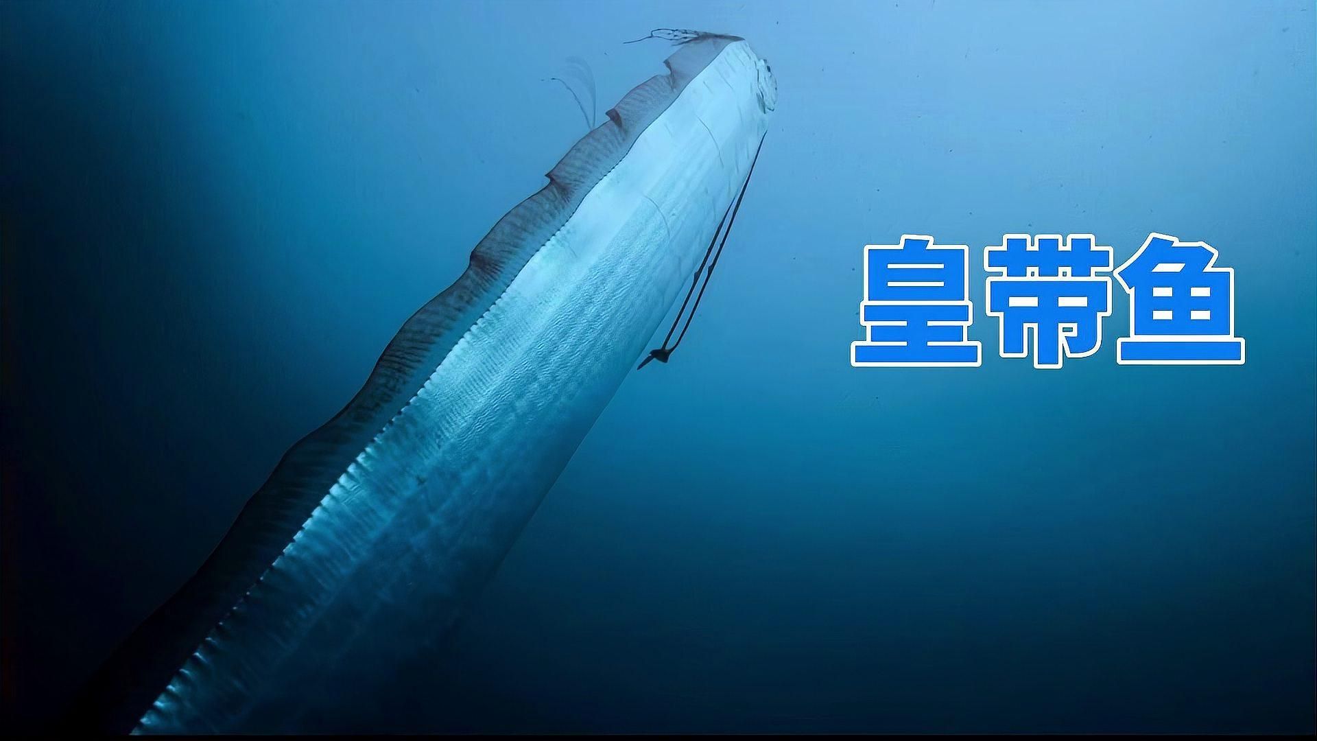 和龍長得像的魚叫什么，和龍長得像的魚叫什么，在探討歐洲魚類的多樣性