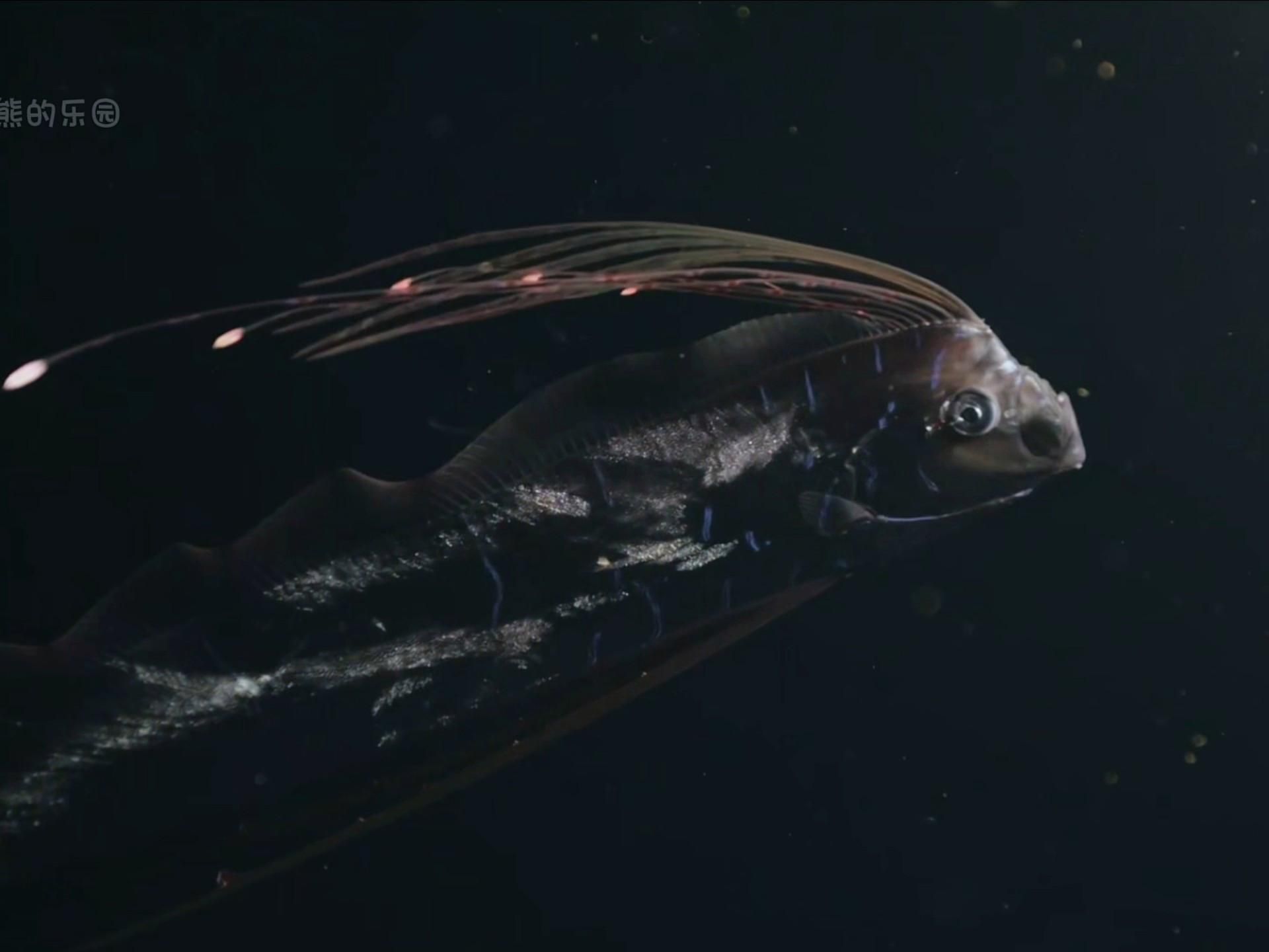 和龍長得像的魚叫什么，和龍長得像的魚叫什么，在探討歐洲魚類的多樣性