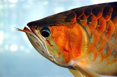 龍魚嘴巴張合時需要注意什么？，觀察龍魚嘴巴張合時應關注的幾個方面，龍魚嘴巴張合時需注意什么