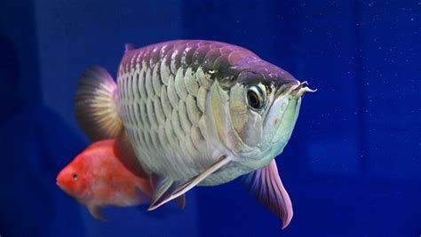 龍魚嘴巴張合時需要注意什么？，觀察龍魚嘴巴張合時應關注的幾個方面，龍魚嘴巴張合時需注意什么