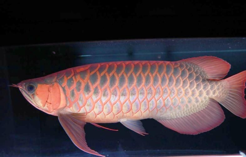 給我一些龍魚五大品牌魚缸的高清圖片，五大品牌龍魚缸品牌