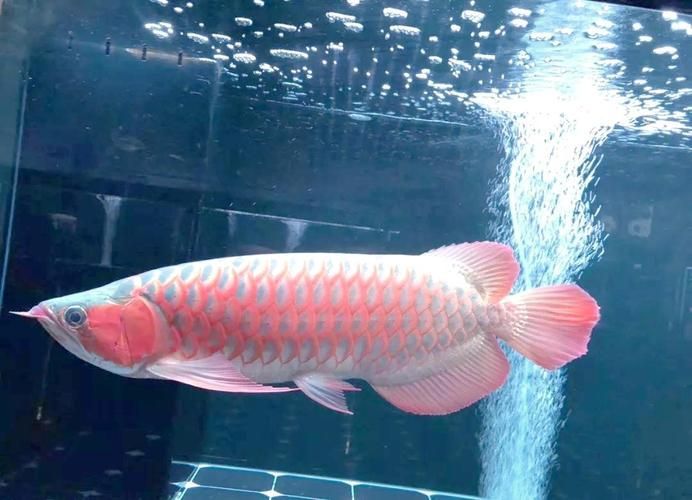 給我一些龍魚五大品牌魚缸的高清圖片，五大品牌龍魚缸品牌