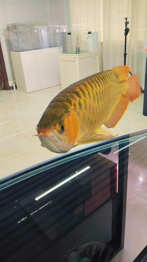 給我一些龍魚五大品牌魚缸的高清圖片，五大品牌龍魚缸品牌