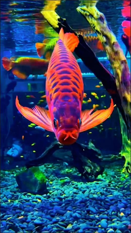 給我一些龍魚五大品牌魚缸的高清圖片，五大品牌龍魚缸品牌