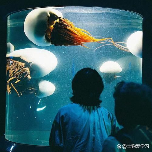龍魚病死對主人有哪些心理影響？，龍魚病死對主人的心理影響（petlossgriefinornamentalfishowners）