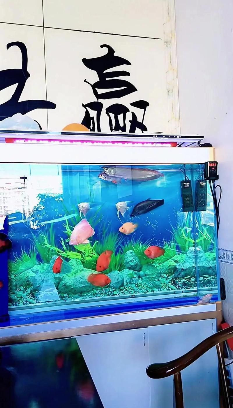 金龍魚視頻觀賞大全，動“金龍魚視頻觀賞大全”