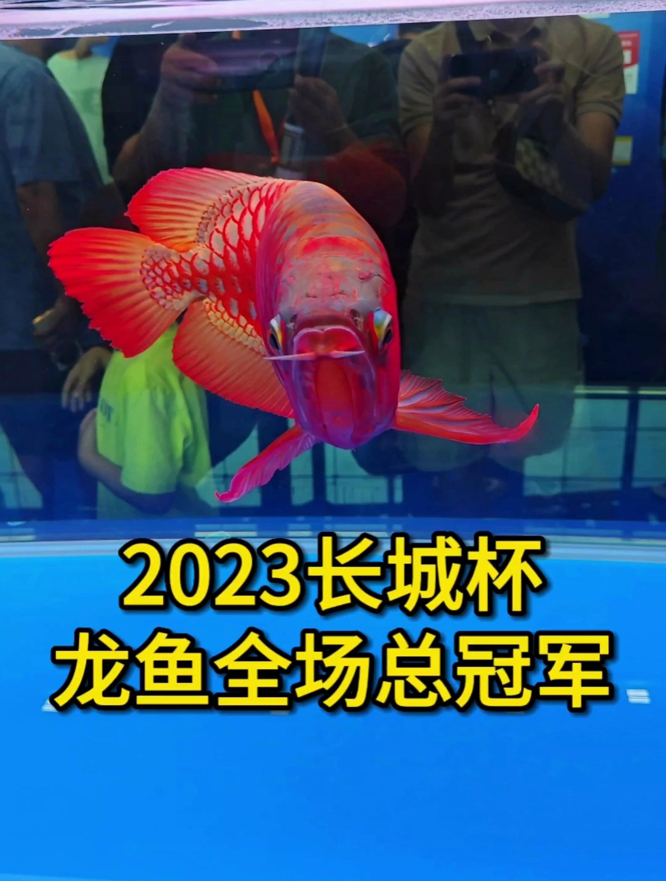 萬(wàn)山龍魚的價(jià)格范圍是多少？，萬(wàn)山龍魚的價(jià)格是多少？