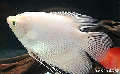 如何預(yù)防魚鰭根部發(fā)紅傳染，如何預(yù)防魚鰭嗜水氣單胞菌、柱狀黃桿菌、柱狀黃桿菌