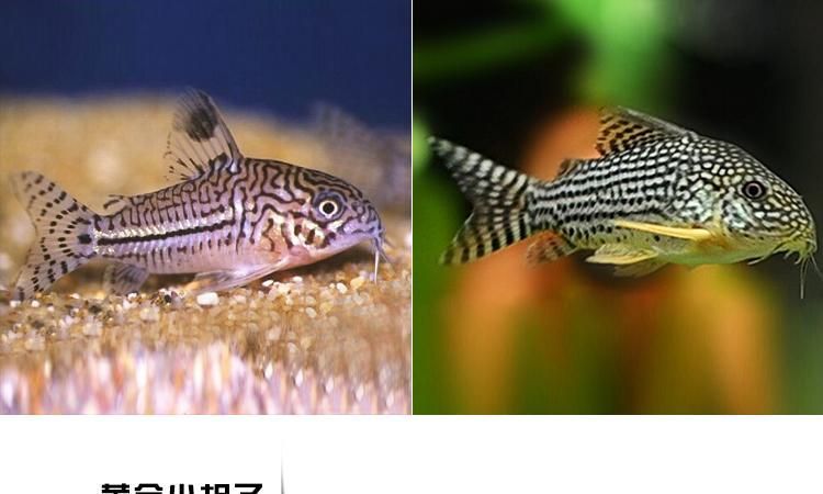 工具魚死亡后如何處理？，“工具魚死亡后如何處理“工具魚死亡后如何處理”并配圖