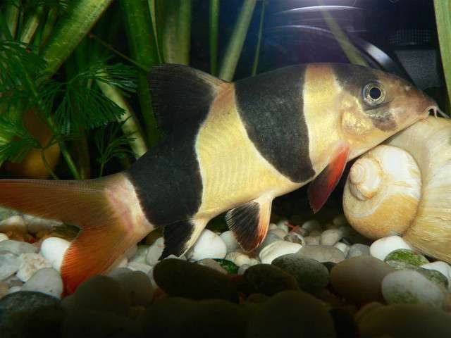 工具魚死亡后如何處理？，“工具魚死亡后如何處理“工具魚死亡后如何處理”并配圖