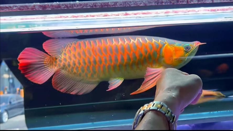 戰(zhàn)車紅龍魚，戰(zhàn)車紅龍魚的特點