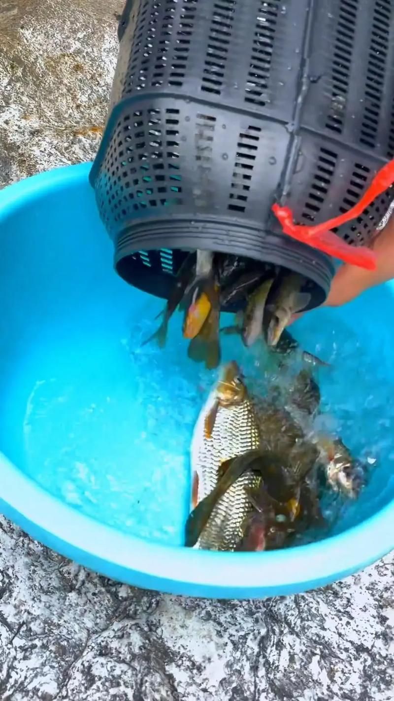 給我推薦幾款適合西安地區(qū)的魚(yú)籠，如何選擇適合西安地區(qū)的魚(yú)籠