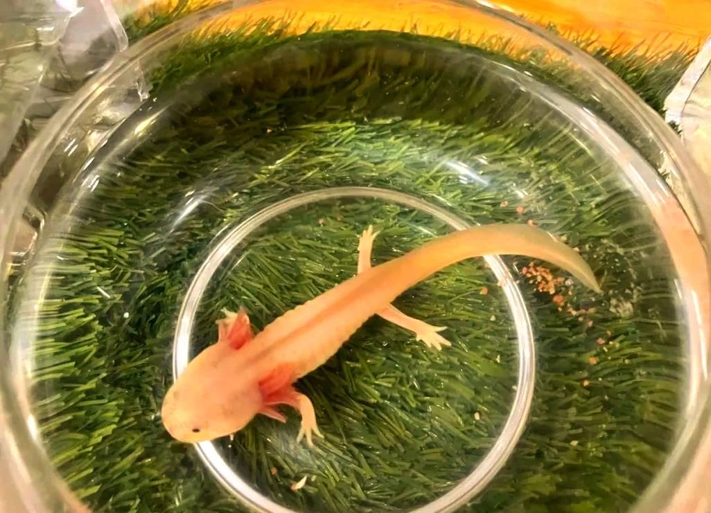 能否提供更多關于六角恐龍魚與主人互動的圖片，六角恐龍魚與主人互動的圖片六角恐龍魚互動視頻推薦