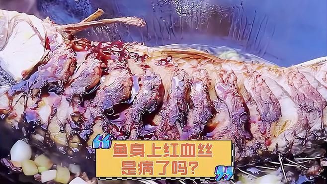 魚身上有血絲會(huì)傳染嗎，觀賞魚為什么出現(xiàn)紅血絲一次性講明白