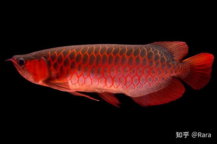 如何判斷龍魚是否因魚鰾問題側游？，如何判斷龍魚因魚鰾問題導致側游