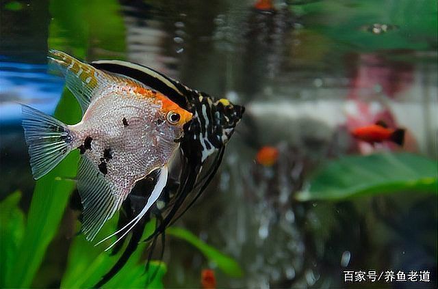 哪些魚種適合鹽浴治療魚腹水，關于鹽浴的一些建議