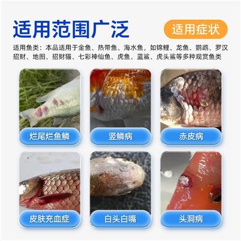 魚爛尾爛鰭，魚爛尾爛鰭,魚爛尾爛鰭詳解