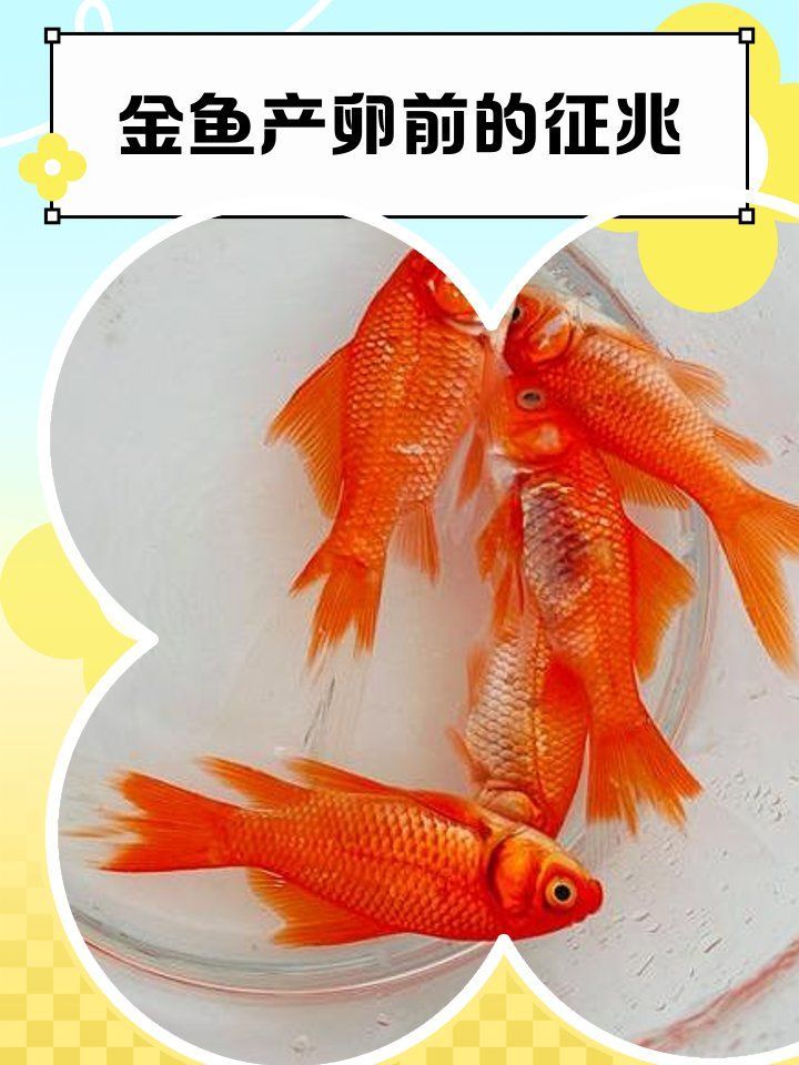 如何判斷小金魚是否即將產(chǎn)卵