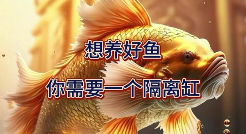 隔離病魚時需要注意什么，水產養殖中如何隔離病魚