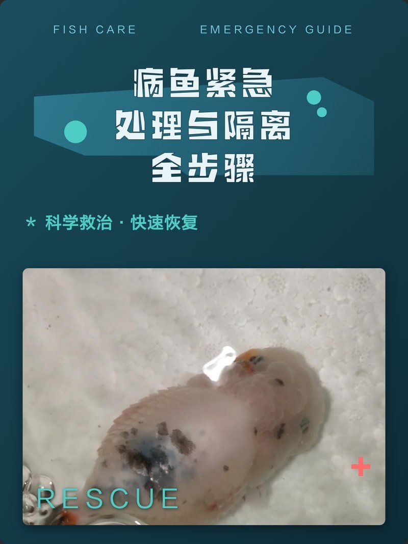 隔離病魚時需要注意什么，水產養殖中如何隔離病魚