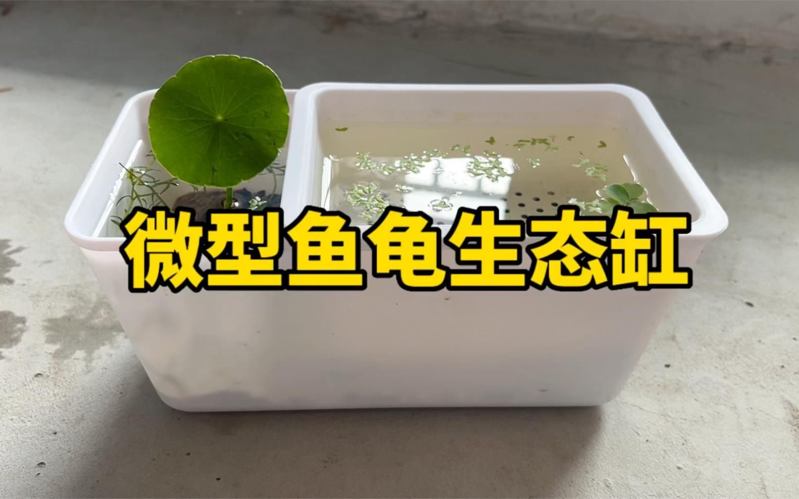 龜魚共養(yǎng)需要哪些設(shè)備，龜魚共養(yǎng)是一種將烏龜和魚類共同飼養(yǎng)的生態(tài)養(yǎng)殖方式