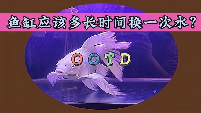有哪些魚缸換水技巧可以學(xué)習(xí)，關(guān)于魚缸換水的幾點建議