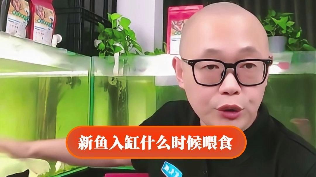 龍魚適應新缸后多久可以喂食，龍魚適應新缸后多久可以喂食新魚入缸后多久可以喂食