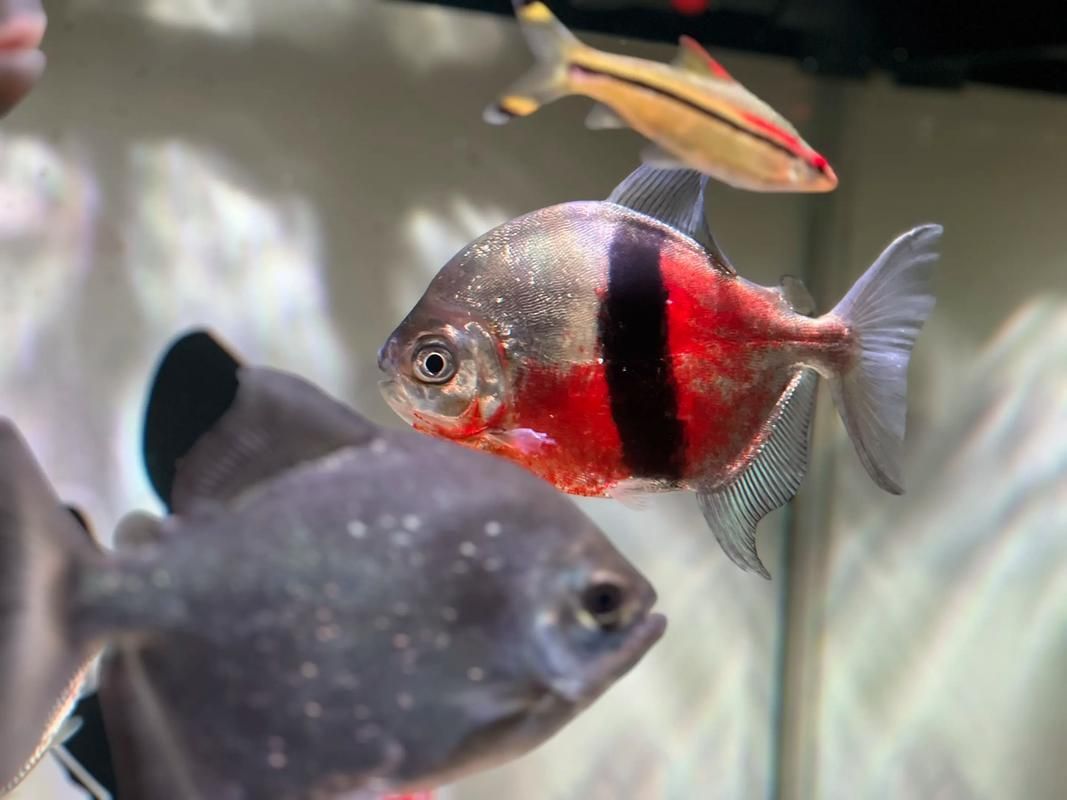 紅魔王銀版魚(yú)的市場(chǎng)價(jià)格是多少，紅魔王銀板魚(yú)市場(chǎng)價(jià)格是多少紅魔王銀板魚(yú)的市場(chǎng)價(jià)格是多少