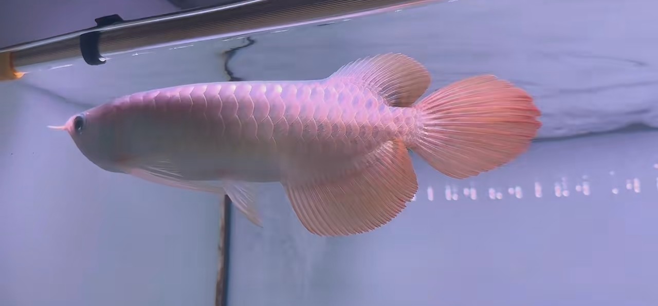 產(chǎn)地斯巴沃中部紅龍魚，產(chǎn)地斯巴沃中部紅龍魚產(chǎn)地斯巴沃中部紅龍魚