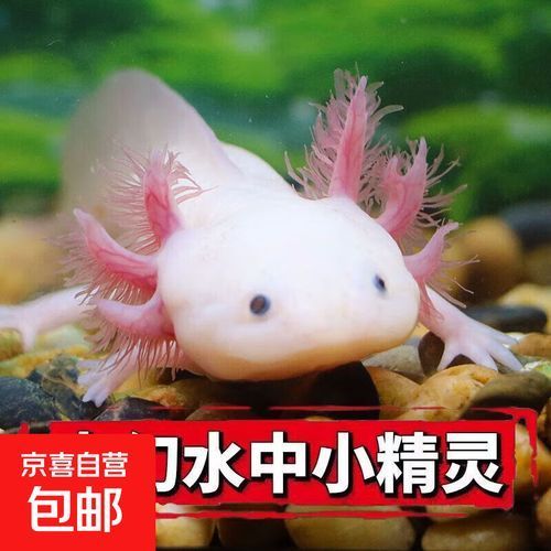 六角龍的價格是多少，《英雄聯(lián)盟》六角龍的價格是多少