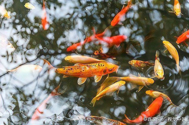 如何判斷薩伊綠恐龍魚是否健康，如何判斷薩伊綠恐龍魚健康