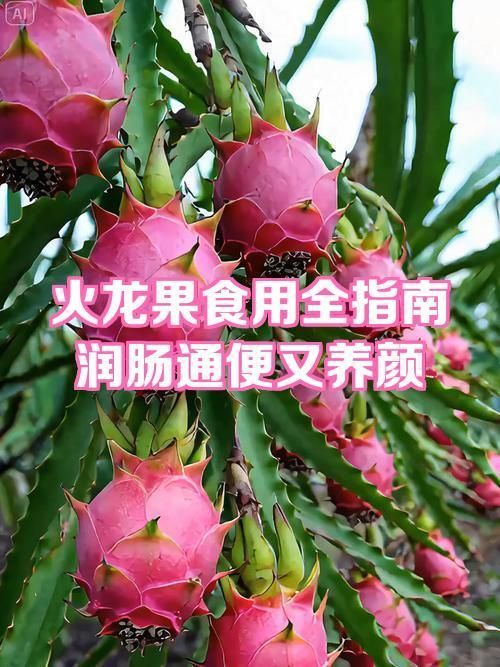 紅龍超血和辣椒哪個(gè)更營(yíng)養(yǎng)，“紅龍超血”與“辣椒”的營(yíng)養(yǎng)成分哪個(gè)更營(yíng)養(yǎng)