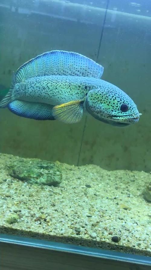 雷龍魚中哪個(gè)品種最稀有，巴卡雷龍的市場價(jià)格是多少？如何鑒別真假巴卡雷龍魚苗？