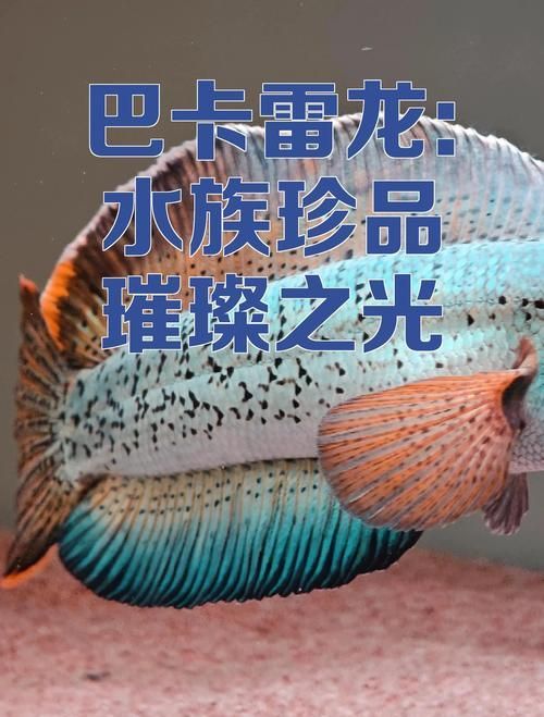 雷龍魚中哪個品種最稀有，巴卡雷龍的市場價格是多少？如何鑒別真假巴卡雷龍魚苗？
